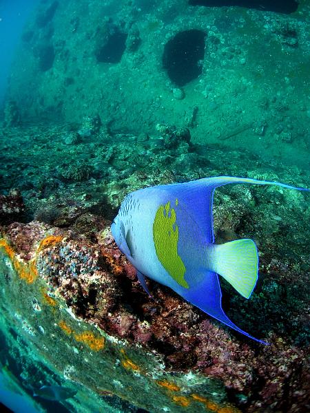 ab_djibouti 04 2007 (5).jpg - poisson-ange géographe Djibouti 2007 Antoine Bélec